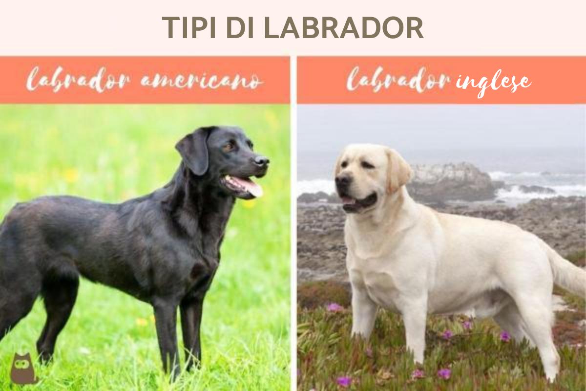 Tipi di Labrador