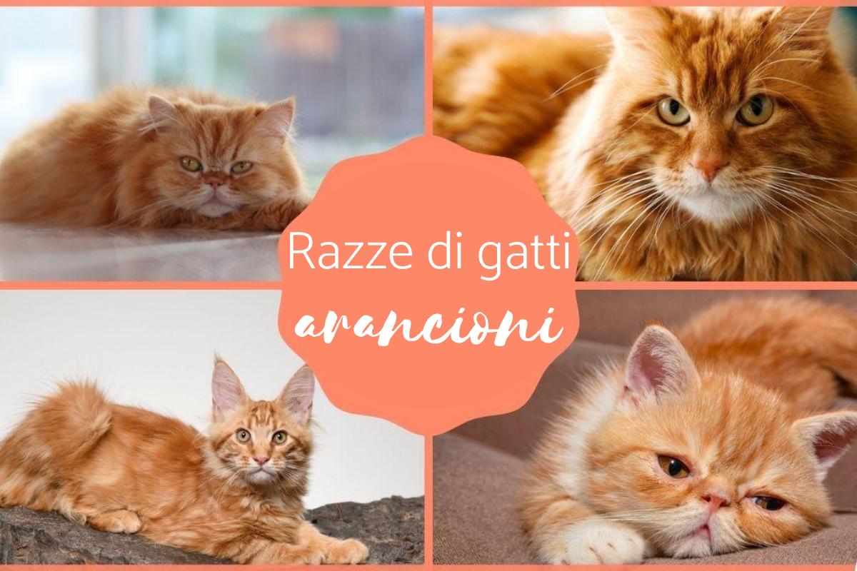 Razze di gatti arancioni