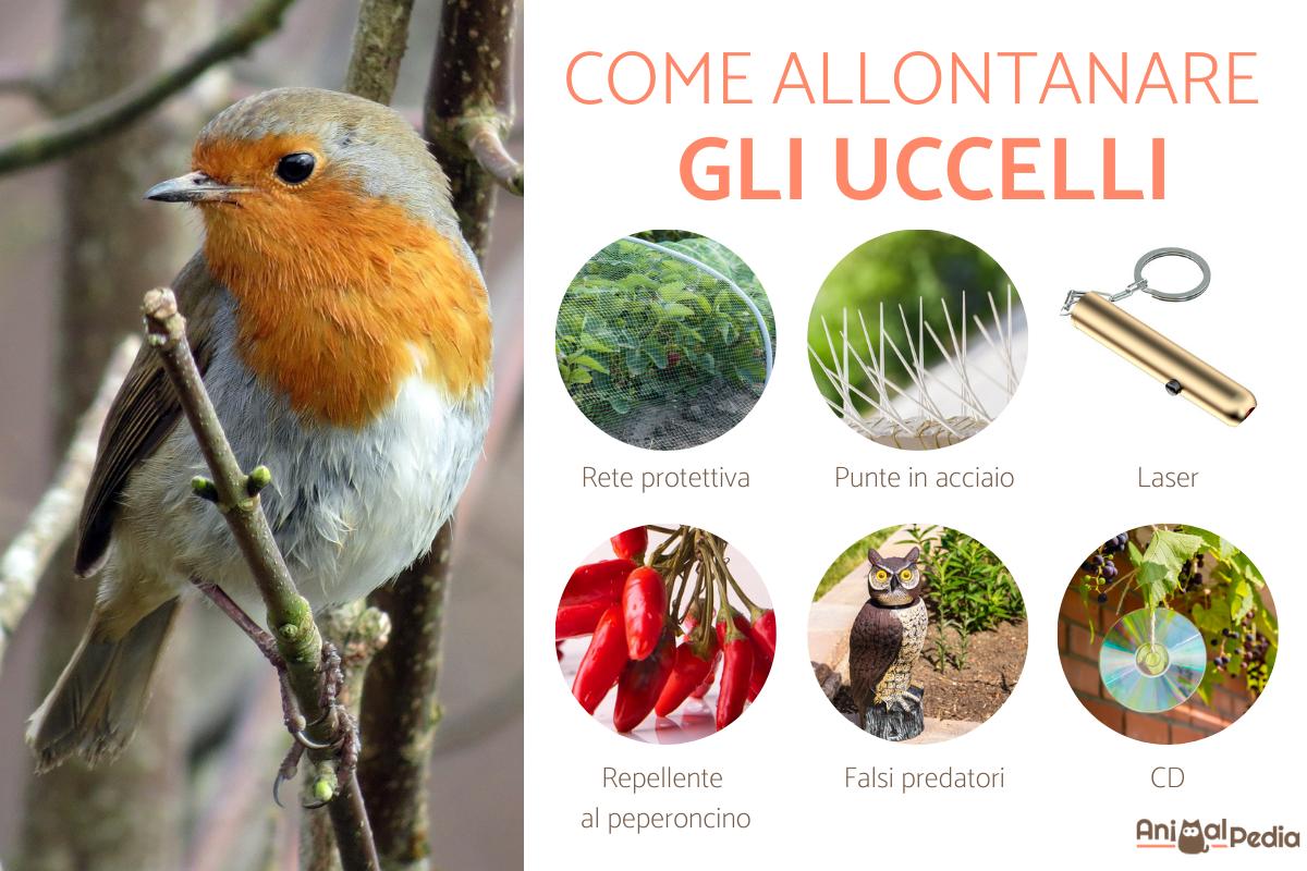 Come allontanare gli uccelli dal tetto