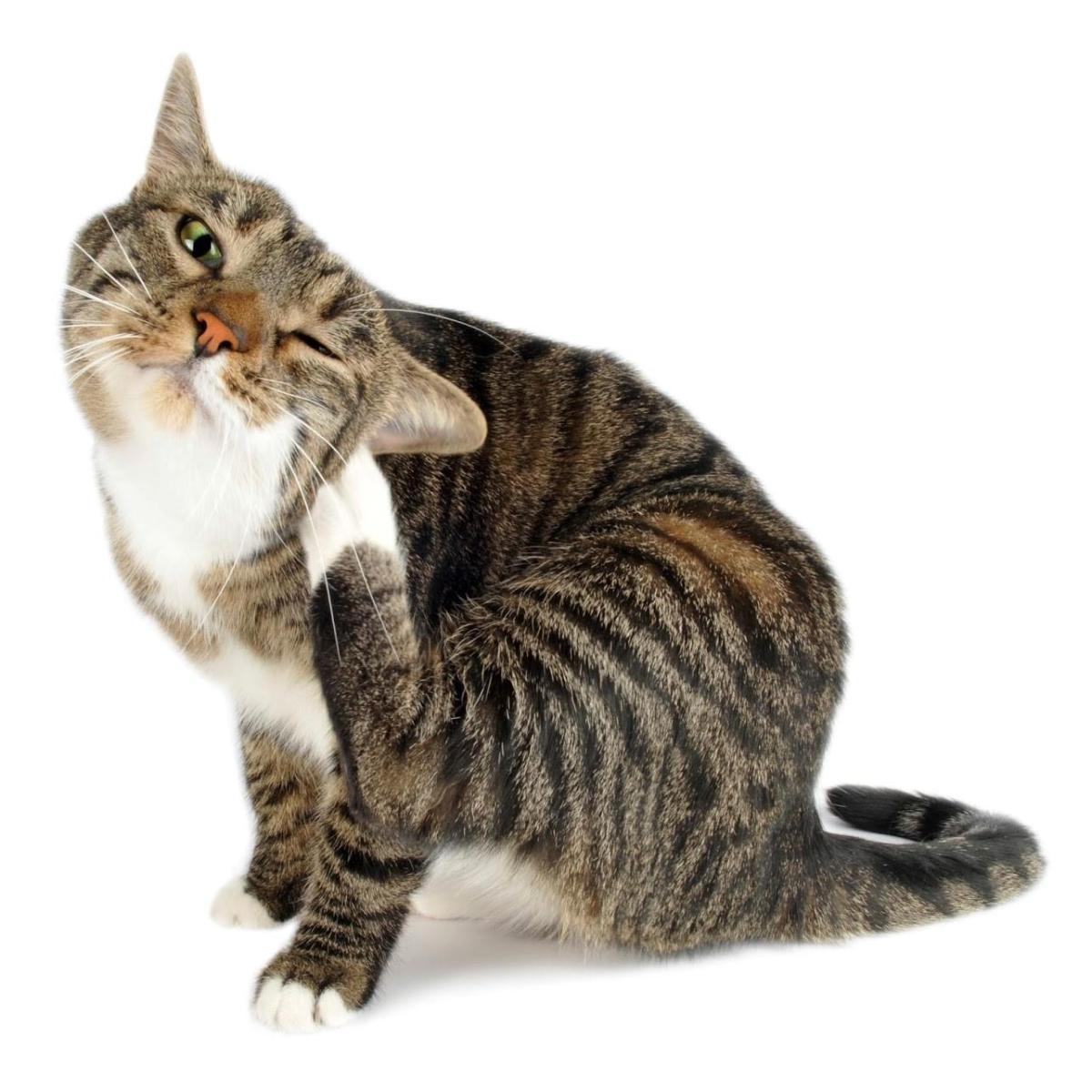 Rimedi casalinghi per le pulci dei gatti