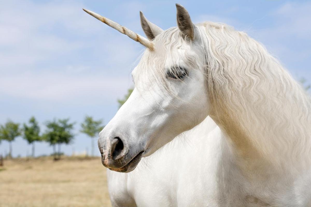 Esistono gli unicorni?