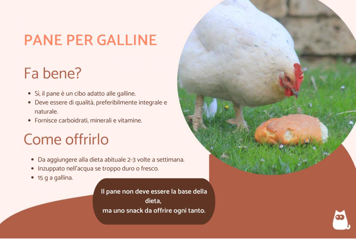 Si può dare il pane alle galline?
