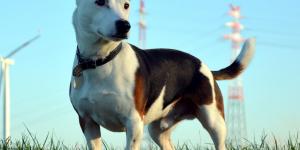 Toxoplasmosi nel cane: sintomi e contagio