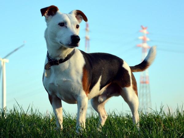 Toxoplasmosi nel cane: sintomi e contagio