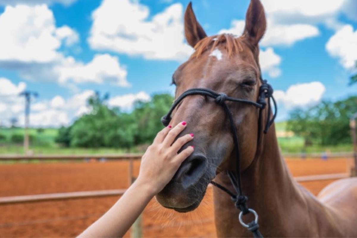 Come prendersi cura di un cavallo