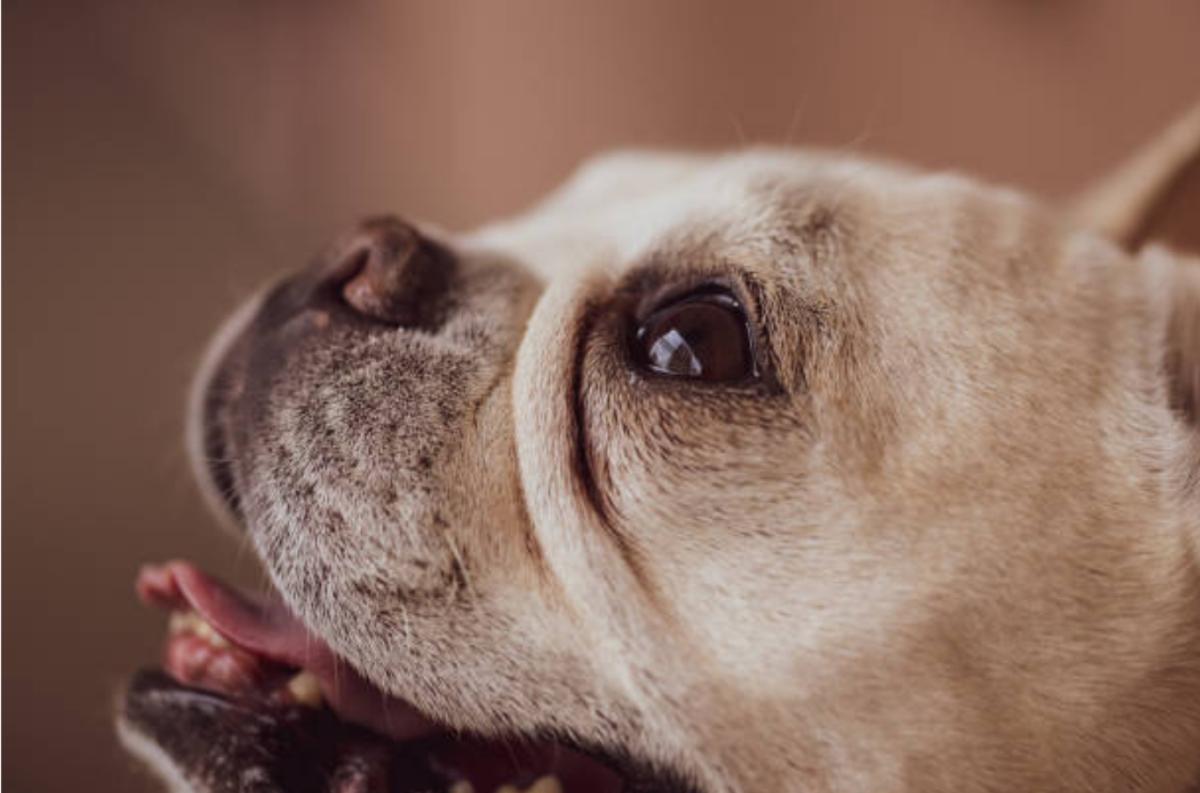 Strongili polmonari nel cane: cosa sono, sintomi e come si curano