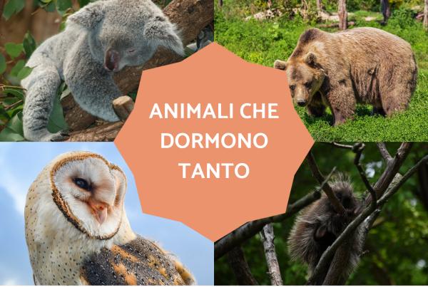 Animali che dormono tanto