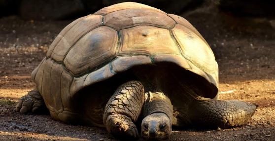 Curiosità sulle tartarughe
