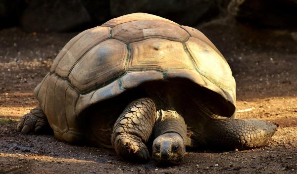 Curiosità sulle tartarughe