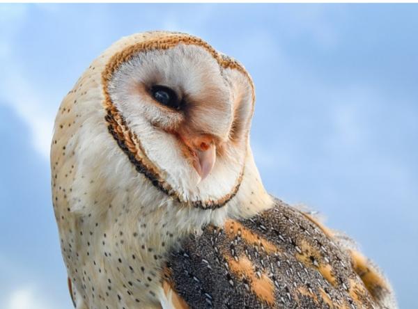 Animali che dormono tanto - Gufi