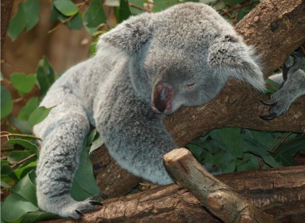 Animali che dormono tanto - Koala