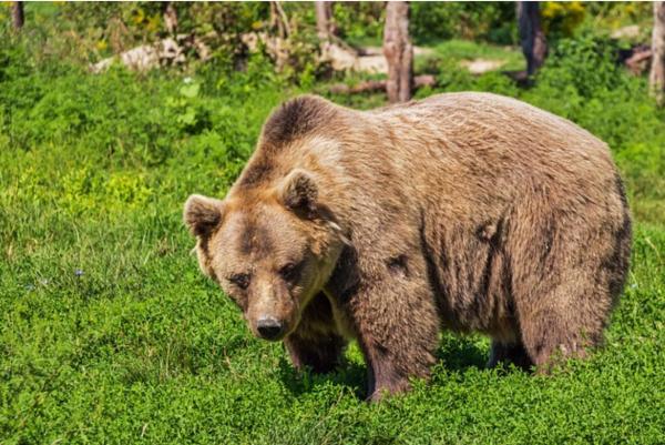 Animali che dormono tanto - Orso