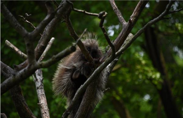 Animali che dormono tanto - Pipistrelli