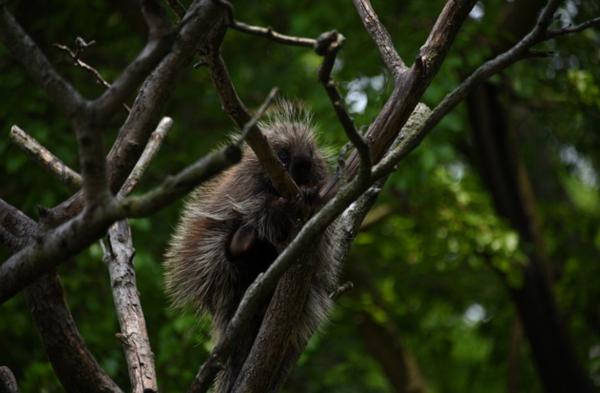 Animali che dormono tanto - Porcospini