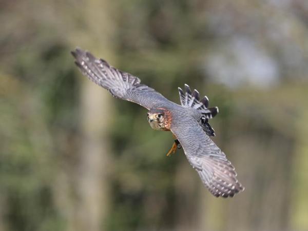 Tipi di falchi - specie e caratteristiche - 1. Smeriglio
