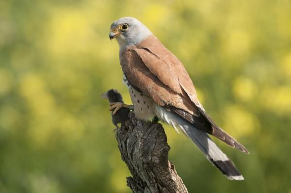 Tipi di falchi - specie e caratteristiche - 2. Gheppio