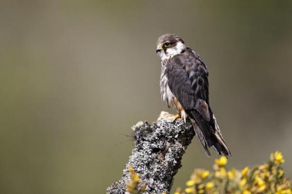 Tipi di falchi - specie e caratteristiche - 3. Lodolaio