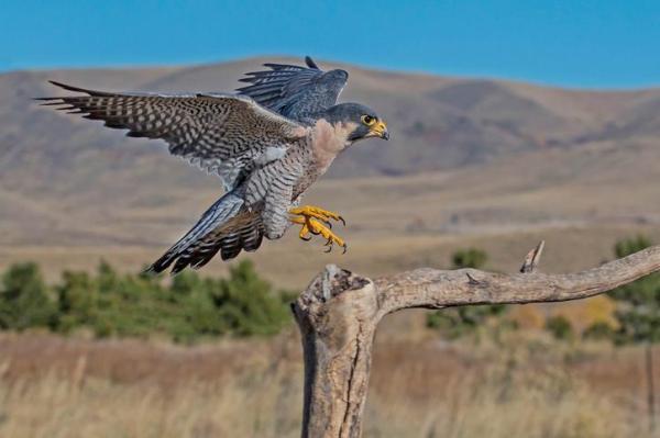 Tipi di falchi - specie e caratteristiche - 4. Falco
