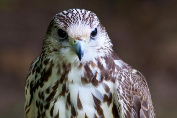 Tipi di falchi - specie e caratteristiche