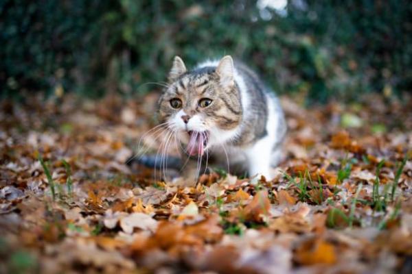 Perché il gatto tosse come se avesse qualcosa in gola?