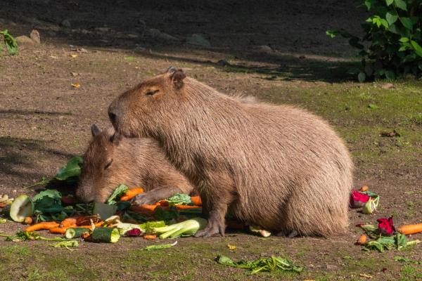 Cosa mangiano i capibara? - I capibara possono mangiare frutta e verdura?