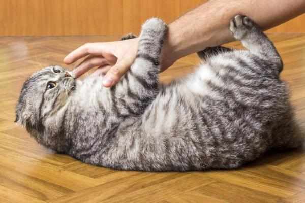 Perché il gatto morde e da calci?