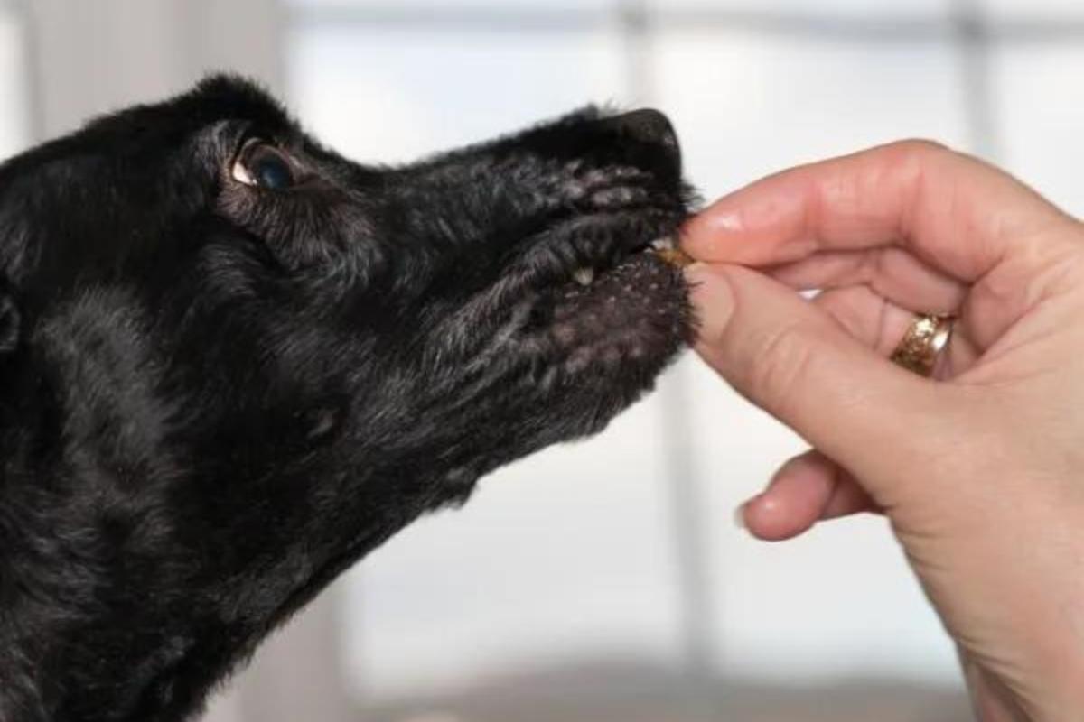Previcox cani: dosaggio, usi ed effetti collaterali