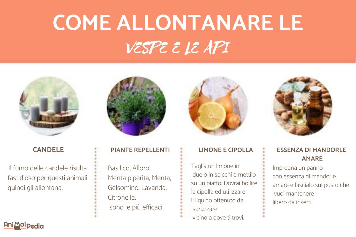 Come allontanare le vespe e le api
