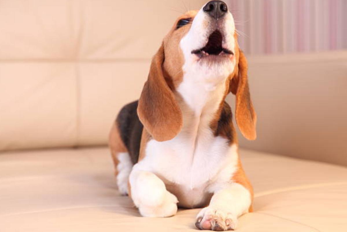 Cane che fissa il vuoto e abbaia: cause e cosa fare