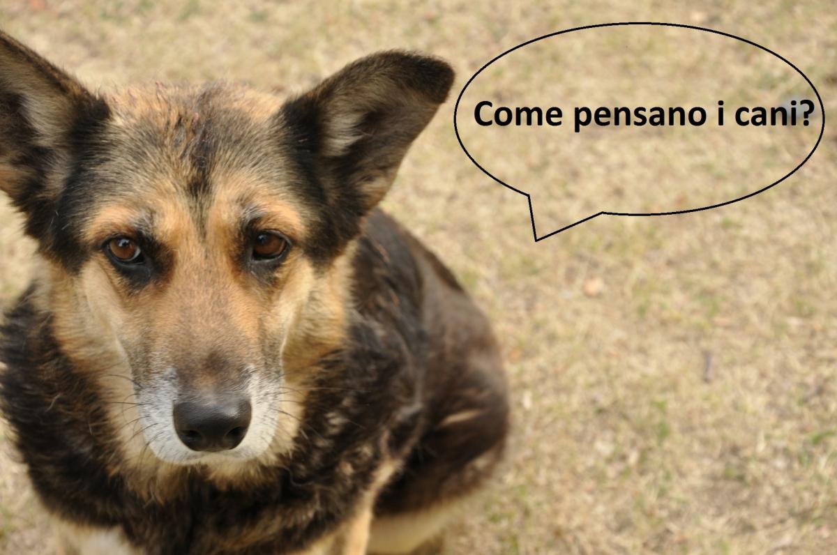 Come pensano i cani?