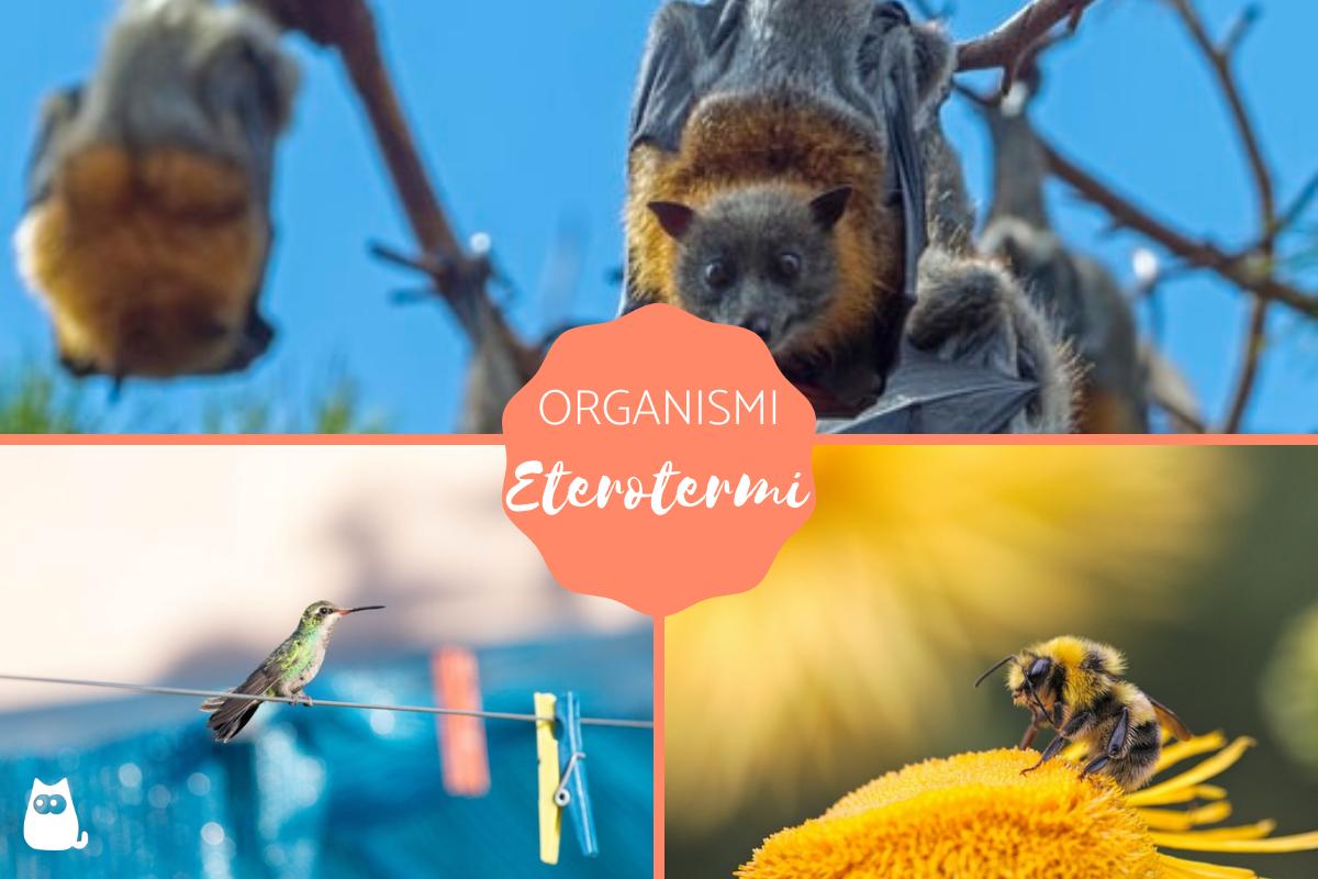Eterotermi: Caratteristiche e significato
