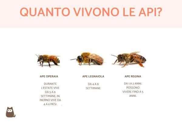 Quanto vive un'ape?