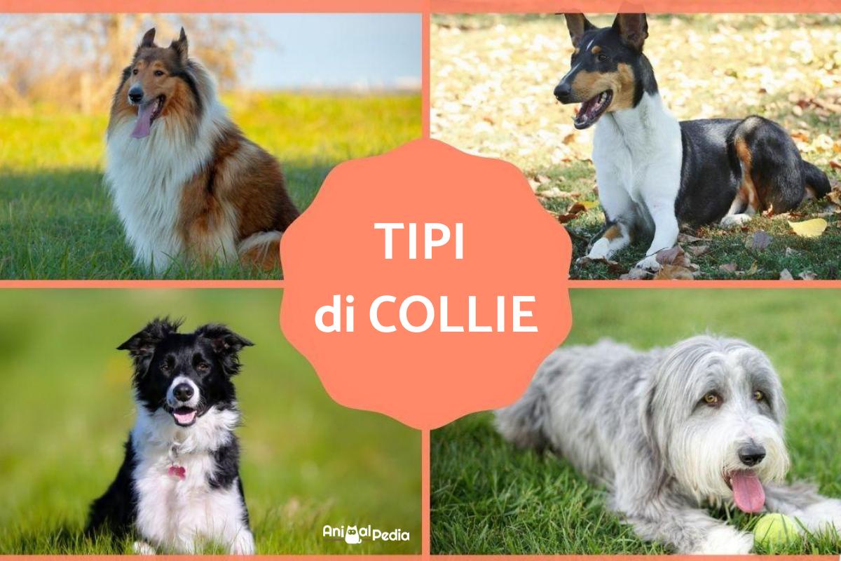 Tipi di Collie