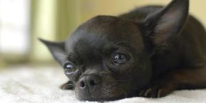 La gastroenterite nei cani - Cause, sintomi e cura
