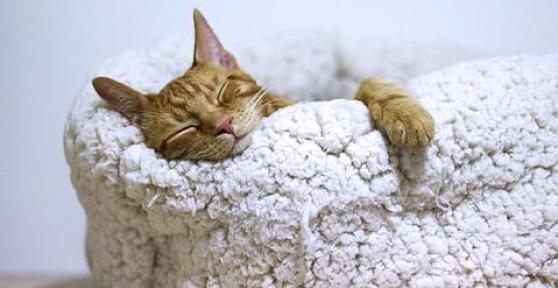 Cuccia per gatti fai da te