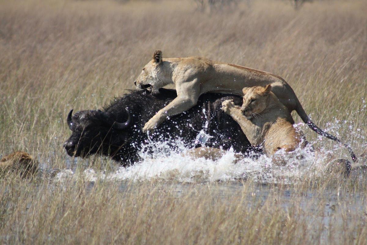 Prede e predatori