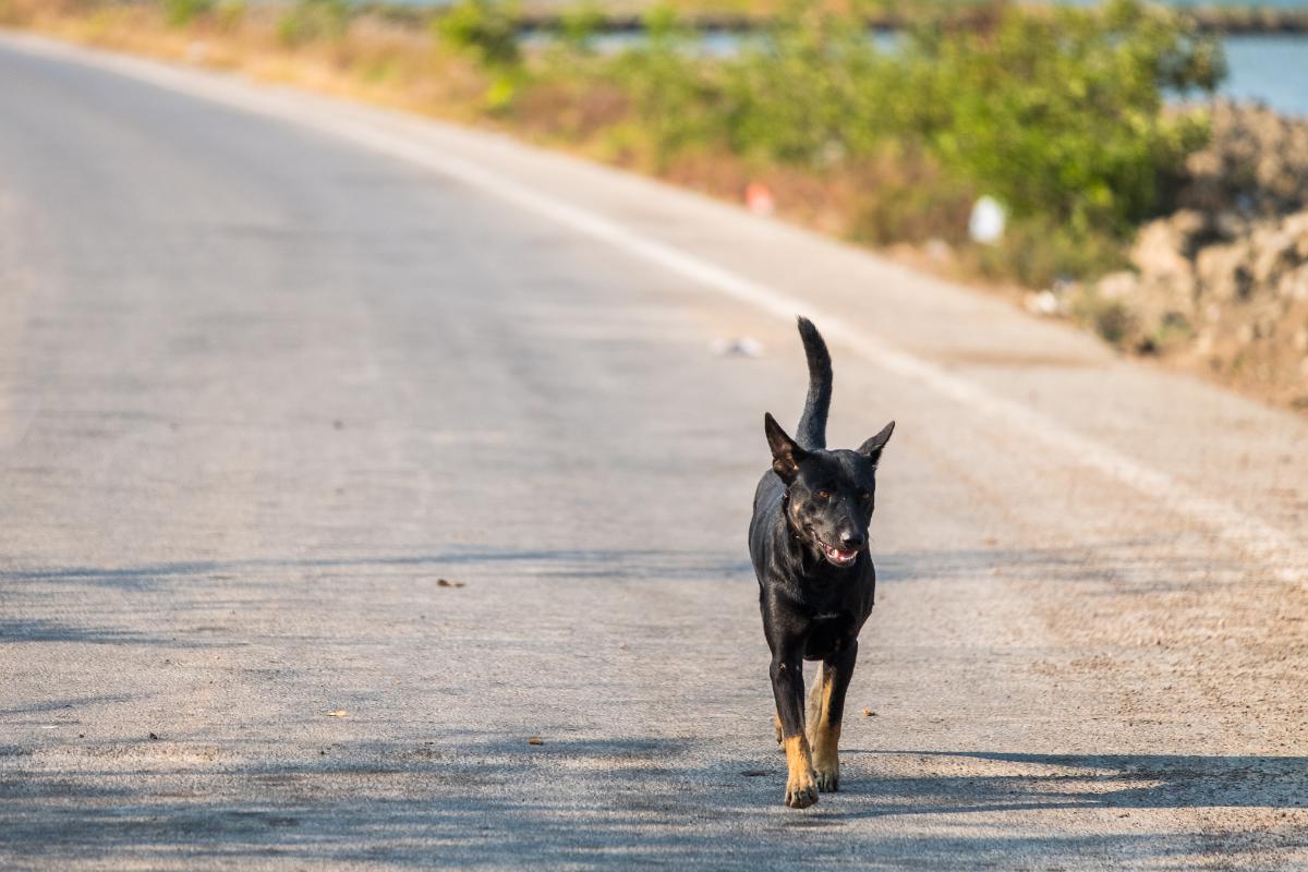 Cosa fare se si trova un cane abbandonato