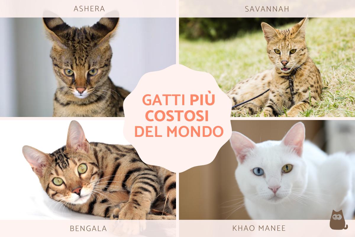 Gatti più costosi del mondo