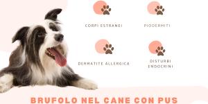 Brufolo nel cane con pus: cause e trattamento