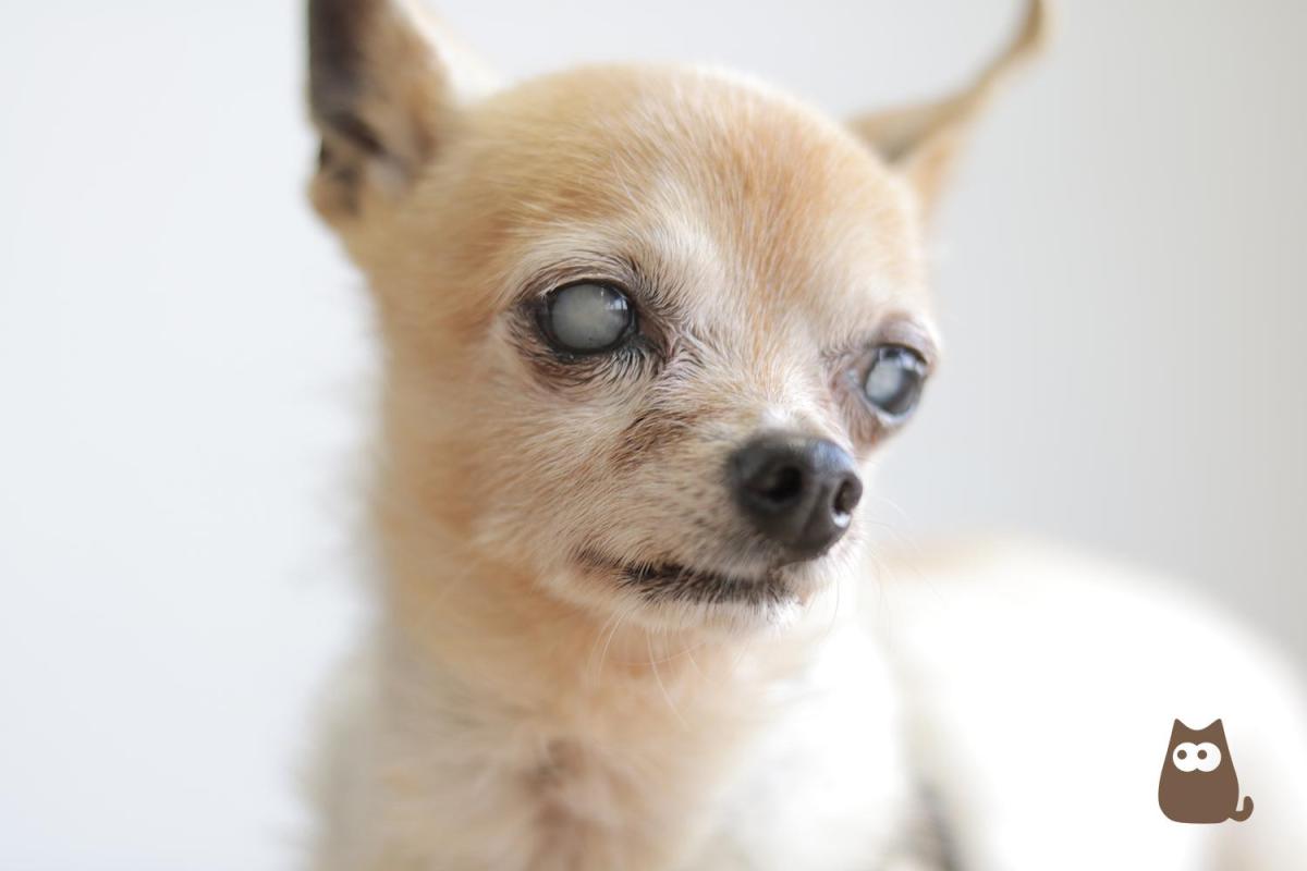 Il mio cane ha gli occhi bianchi: cause, sintomi e terapie