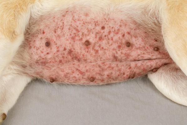 Brufolo nel cane con pus: cause e trattamento - Perché il mio cane ha un brufolo con pus?