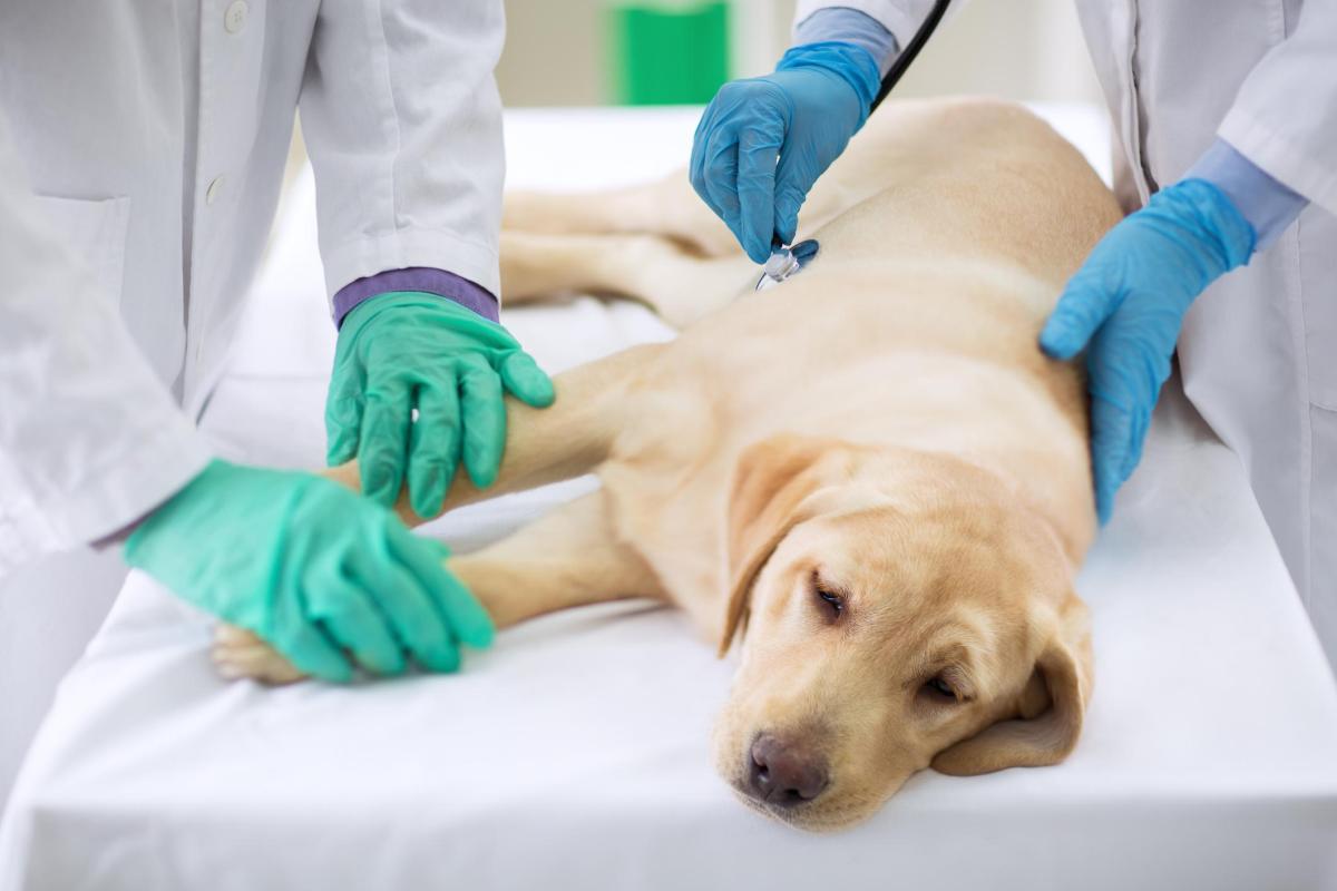 Eutanasia del cane: cosa sente e quando è il momento