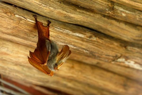 Come allontanare i pipistrelli?