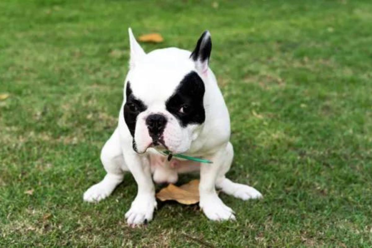 Diarrea nel cane anziano: cause e rimedi