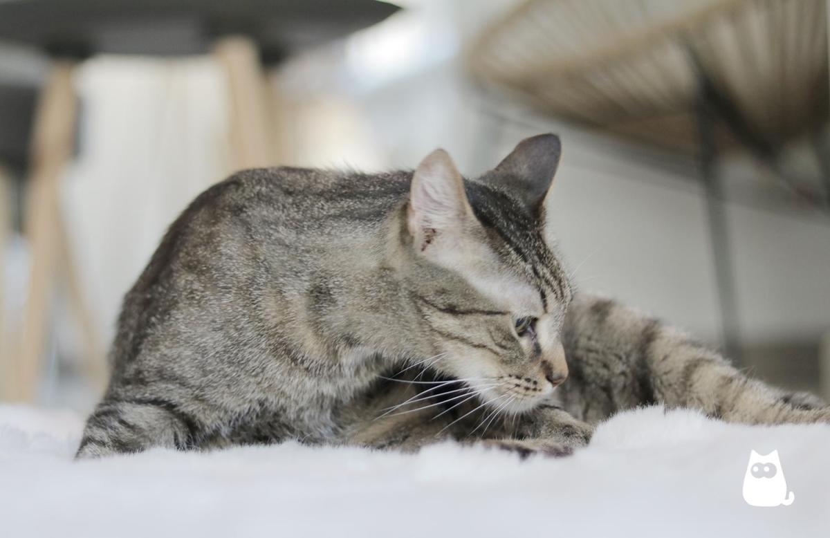 Feromoni per gatti: cosa sono e come usarli