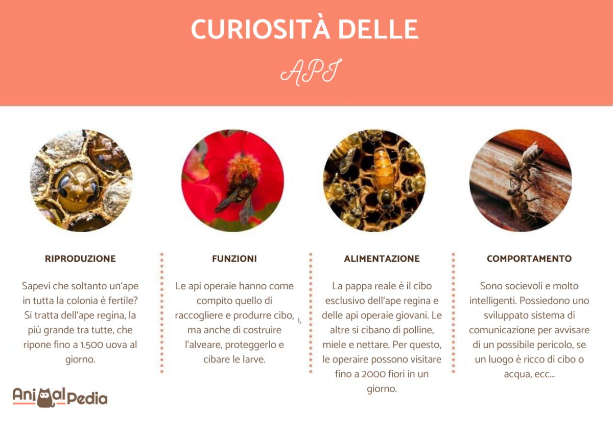 Curiosità delle api