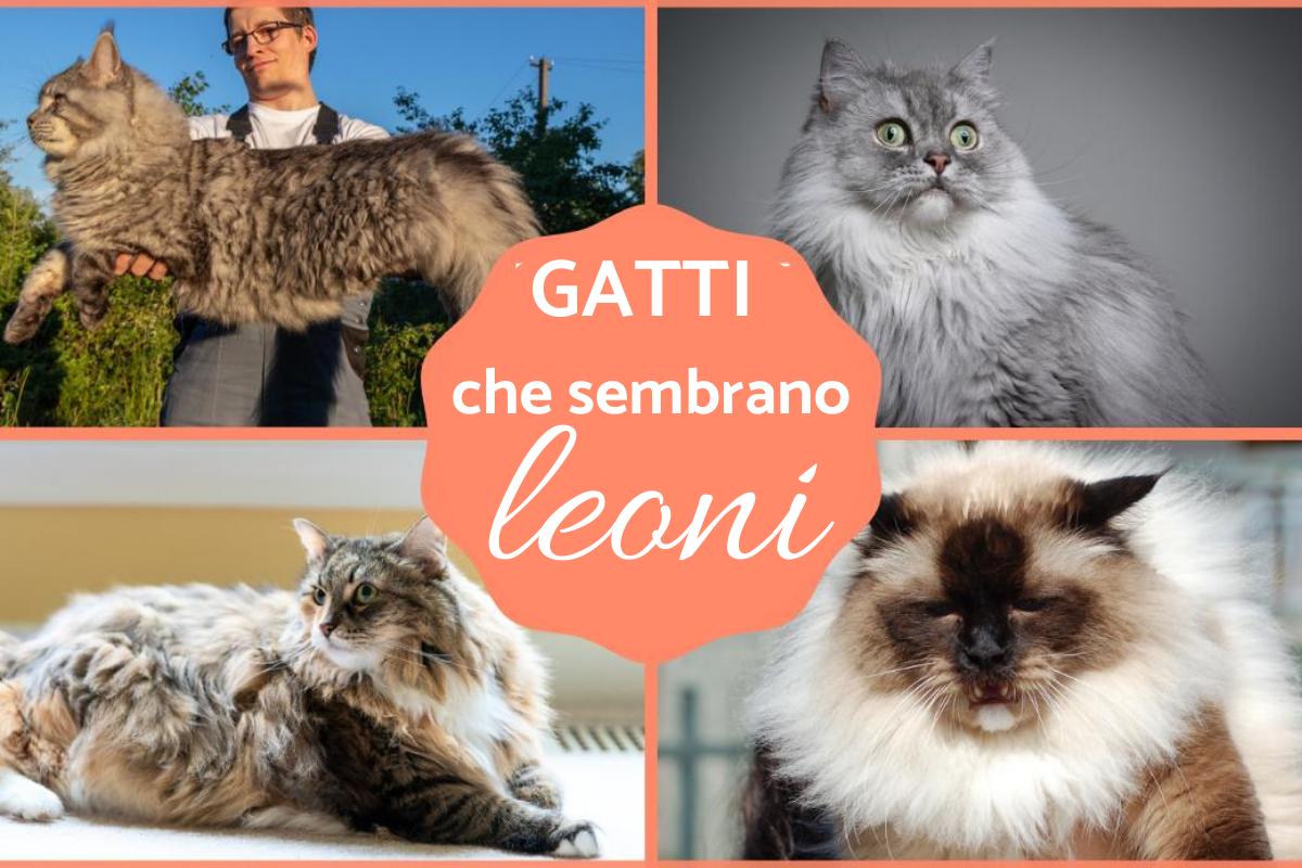 Gatti che sembrano leoni