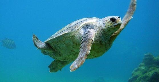 Le tartarughe hanno le orecchie?