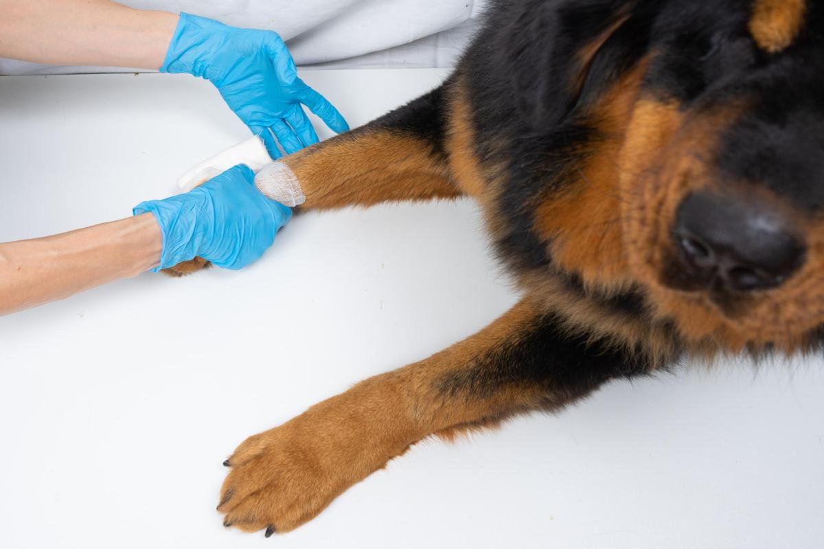 Tetano nel cane: sintomi, trasmissione e terapia