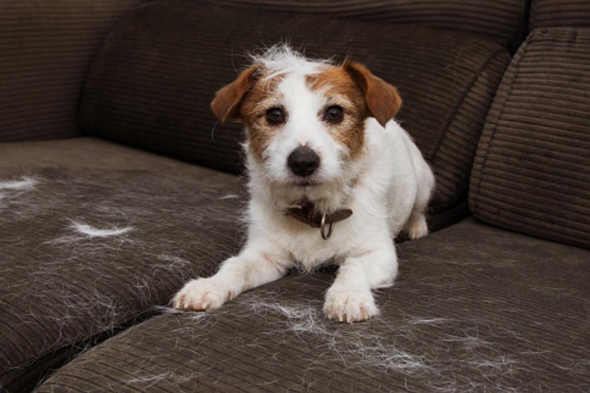 Quanto dura la muta del pelo del cane: Periodo e come gestirla